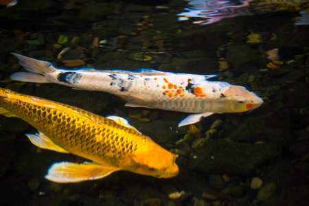 Koi fish swimming in the water, closeup of photo.の写真素材