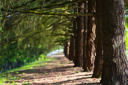Pine tree alley in the park in spring. Nature background.