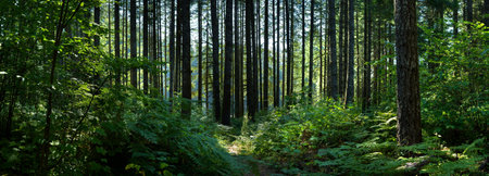 Panoramic view of the forest with tall trees and ferns