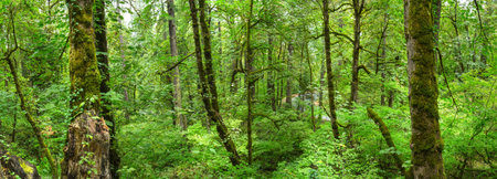 Panoramic view of a green forest in the rainforest.