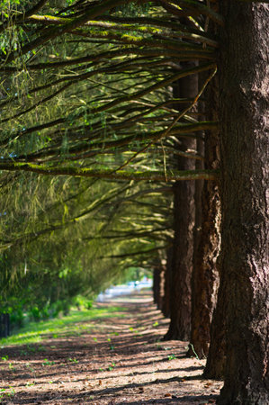 Pine tree alley in the park in the springtime. Nature background