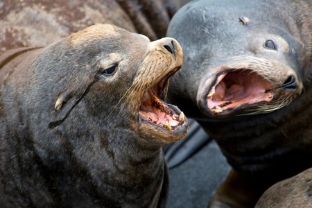 Two sea lions fighting on the beach of San Francisco, USA.の写真素材