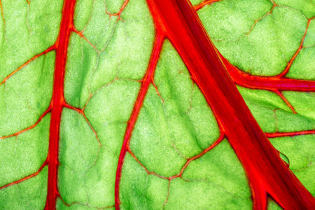 Close up of red and green leaf of chard. Abstract background.