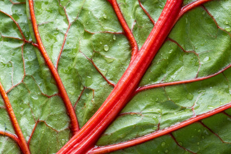 close up of red and green swiss chard leaf with water drops