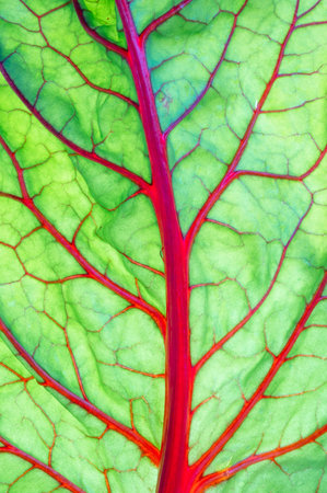 close up of chard leaf with red and green veins, abstract background