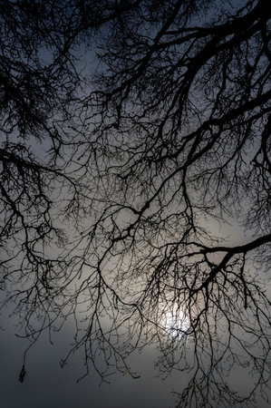 Silhouette of bare tree branches against the night sky with moonの写真素材