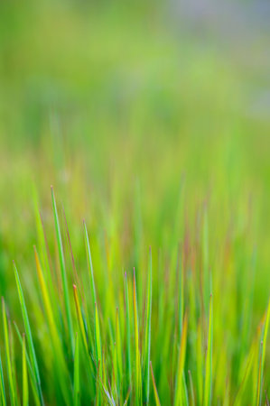 Green grass with blurred background. Shallow depth of field. Selective focus.の写真素材