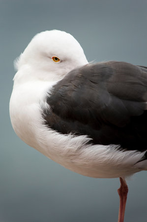 Closeup of a seagull on a beach in Costa Ricaの写真素材