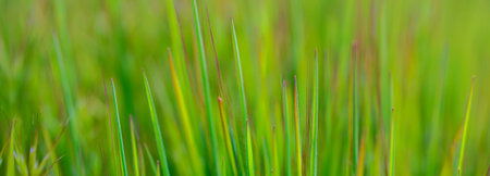 Green grass in the meadow. Selective focus. nature.の写真素材