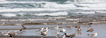 Seagulls on the beach. Selective focus. nature.の写真素材