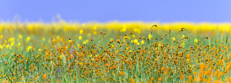 Flower meadow panorama with yellow flowers and blue sky backgroundの写真素材