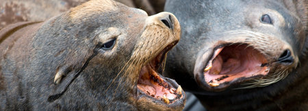 Close up of a pair of sea lions fighting on the beach.の写真素材