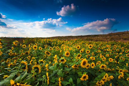 Sunflower field over cloudy blue sky. Landscape with sunflowers.の写真素材