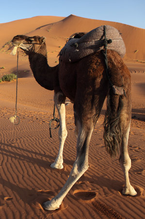 Dromedary in the Sahara Desert, Merzouga, Moroccoの写真素材