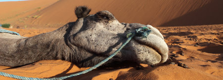 Camels in the Sahara Desert, Merzouga, Moroccoの写真素材