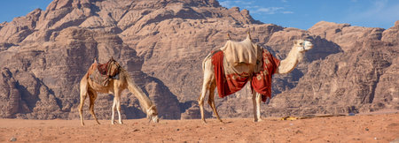 Camels in Wadi Rum desert, Jordan. Panoramic viewの写真素材