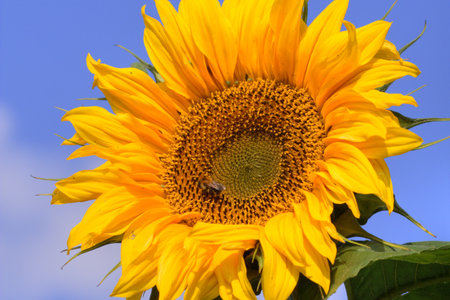 Sunflower close up on blue sky background. Sunflower blooming.の写真素材