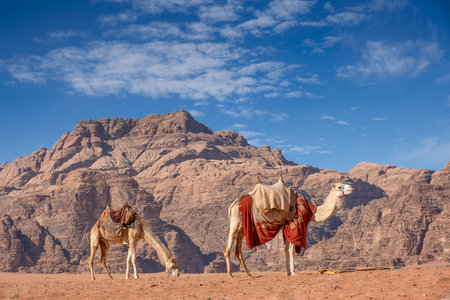 Camels in Wadi Rum desert, Jordan. Desert landscape.の写真素材