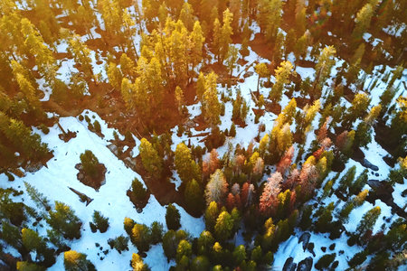 Aerial view of winter forest with snow covered trees at sunset.の写真素材