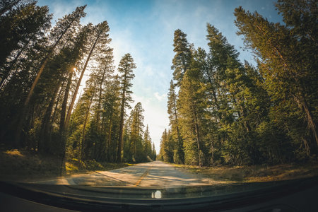 Driving through the evergreen forest in California, United States.