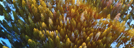 Aerial view of the winter forest. Top view of the coniferous forest.の写真素材