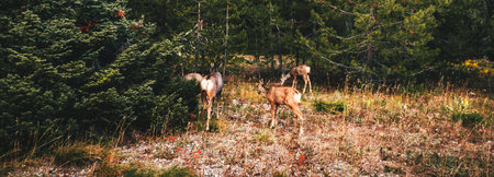Mule deer and calf in the forest. Panoramic image.の写真素材