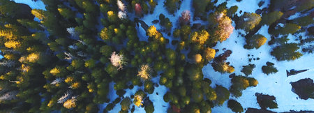 Aerial view of pine trees in the winter forest. Top view.の写真素材
