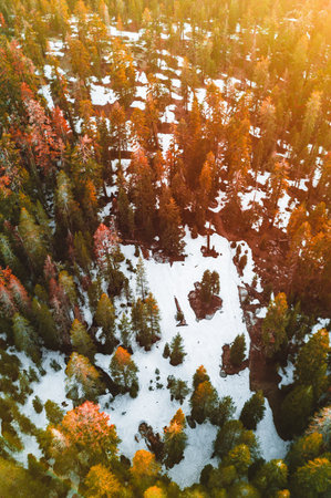 Aerial view of winter forest with snow covered trees. Beautiful nature landscapeの写真素材