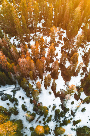 Aerial view of snow covered pine forest in autumn. Drone photographyの写真素材
