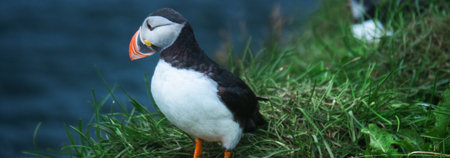 Puffin standing on a green grass on the coast of Scotland