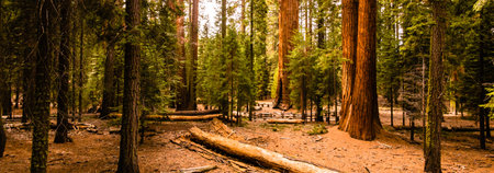 Sequoia National Park in California, United States of America.の写真素材