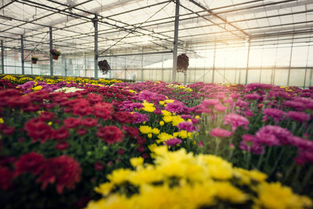 Colorful chrysanthemum flowers blooming in a greenhouseの写真素材