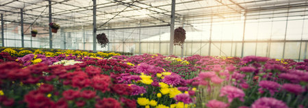 Colorful chrysanthemum flowers blooming in a greenhouseの写真素材