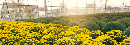 Yellow chrysanthemum flowers blooming in a greenhouse.の写真素材