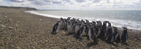 African penguins (Spheniscus demersus) at Boulders Beach, Cape Town, South Africaの写真素材