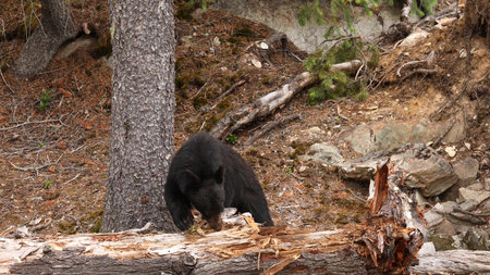 Black Bear (Ursus americanus) in Jasper National Park