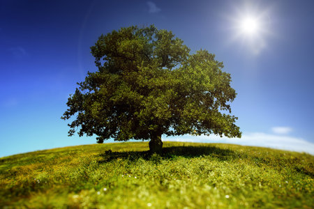 lonely tree on green meadow under blue sky with sunの写真素材