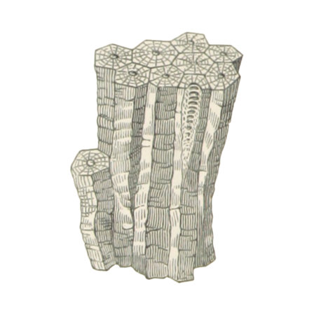 Illustration of a stone. Isolated on a white background.の写真素材
