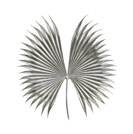Palm leaf isolated on white background. 3d illustration. Clipping pathの写真素材