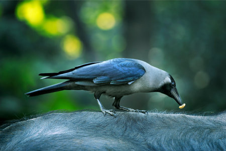Jackdaw (Corvus cornix) on a buffalo
