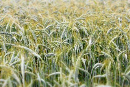 Wheat field. Ears of golden wheat close-up.