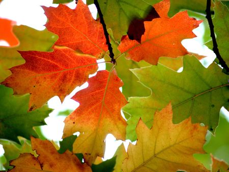 sunlight by colored autumn leaves