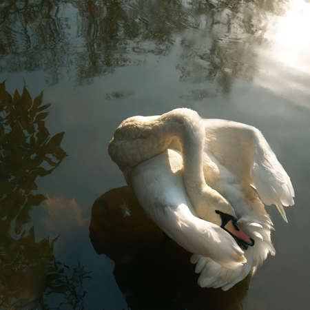 white swan on the forest lakeの写真素材