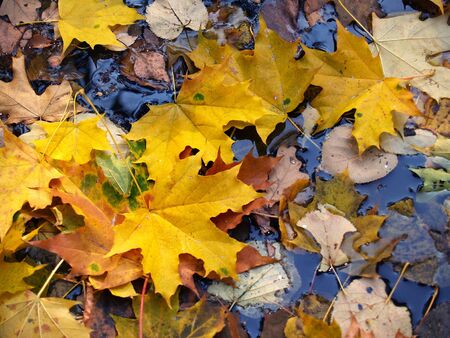 fallen leaves on the cool blue water