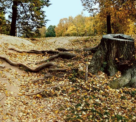 autumn landscape with the stump of big treeの写真素材