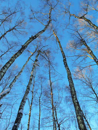 high birches in the forest on the blue sky backgroundの写真素材
