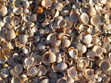 macro seashells on the beach