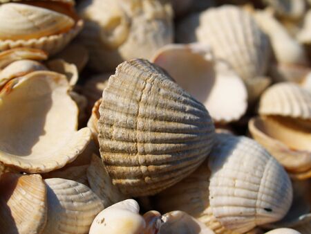 macro seashells on the beach