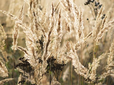 thin light stem of grass on sun field backgroundの写真素材