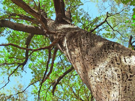 the trunk of old oak tree